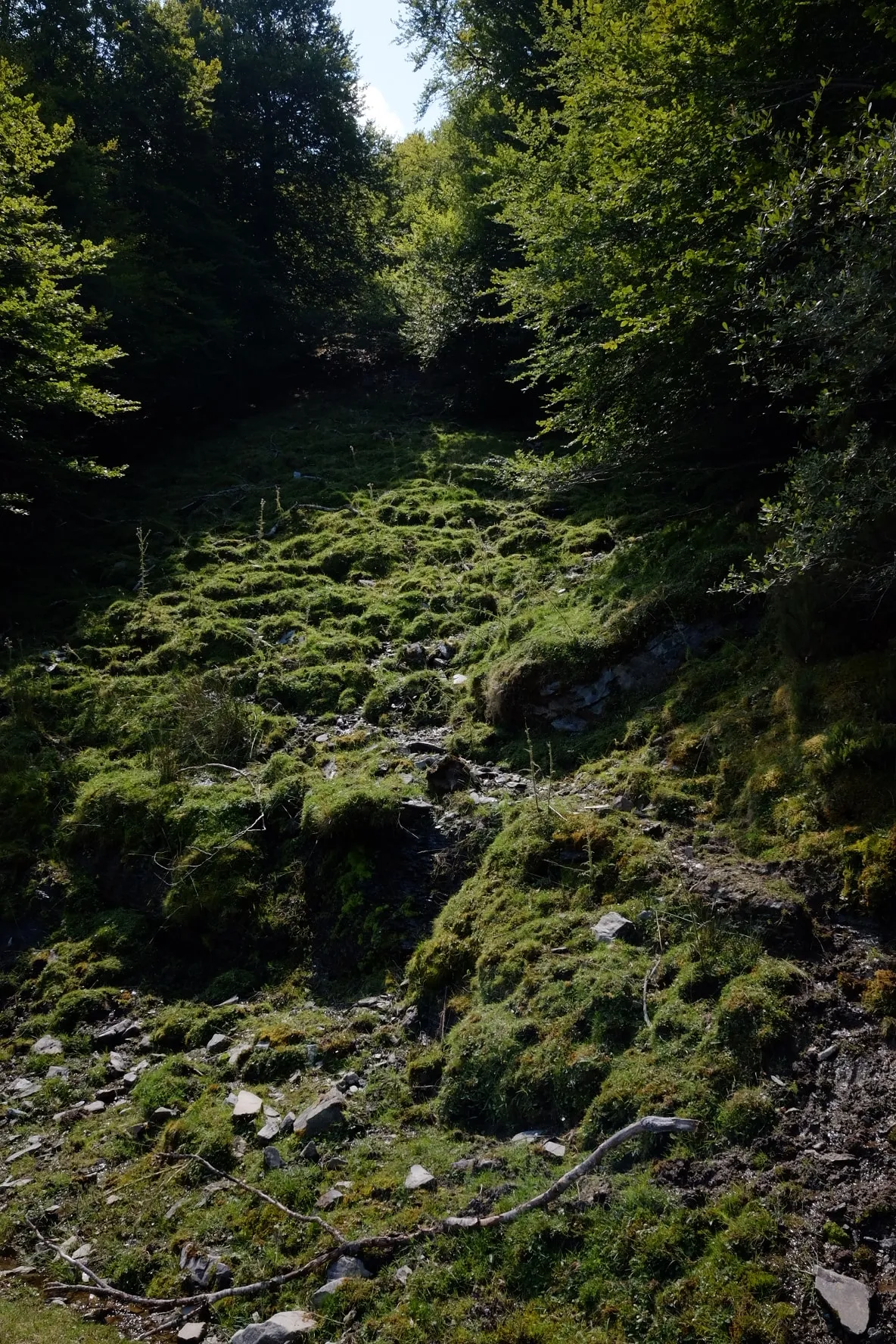 Pente d’herbe et de mousse parsemée de pierres plates grises, entre deux rideaux de feuillus, qui monte vers une trouée de ciel. Une branche morte traverse le premier plan.